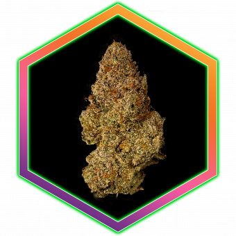 Purple Sunset Medical Cannabis Maine Best Marijuana Amazing High Healthy Organic Natural Wholistic Health