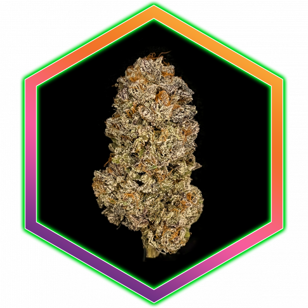 Purple Sunset Medical Cannabis Maine Best Marijuana Amazing High Healthy Organic Natural Wholistic Health Purple Gorilla Cookies Hybrid Sativa Indica Strain