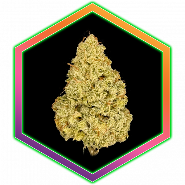 Grape Stomper OG Medical Cannabis Maine Best Marijuana Amazing High Healthy Organic Natural Wholistic Health Purple Gorilla Cookies Hybrid Sativa Indica Strain