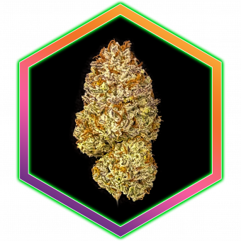 Purple Sunset Medical Cannabis Maine Best Marijuana Amazing High Healthy Organic Natural Wholistic Health Purple Gorilla Cookies Hybrid Sativa Indica Strain Grape Stomper