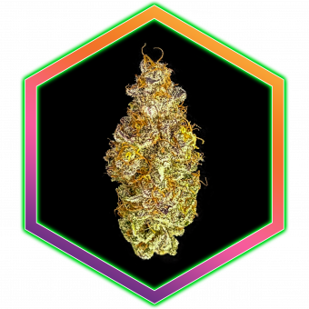 Purple Sunset Medical Cannabis Maine Best Marijuana Amazing High Healthy Organic Natural Wholistic Health