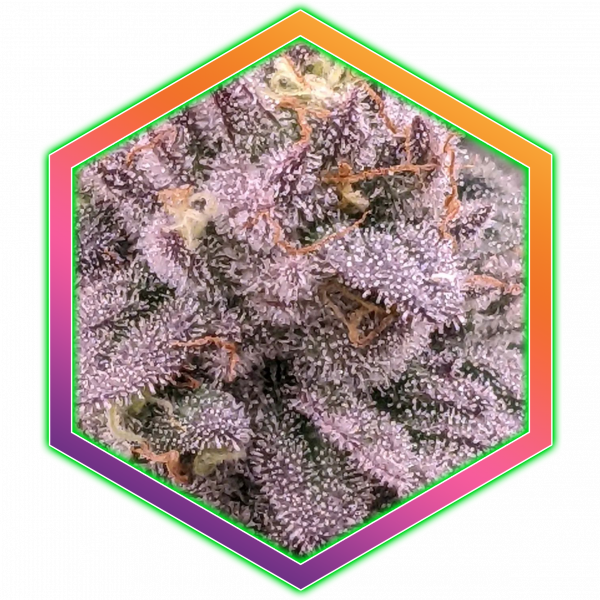 Purple Sunset Medical Cannabis Maine Best Marijuana Amazing High Healthy Organic Natural Wholistic Health Purple Gorilla Cookies Hybrid Sativa Indica Strain