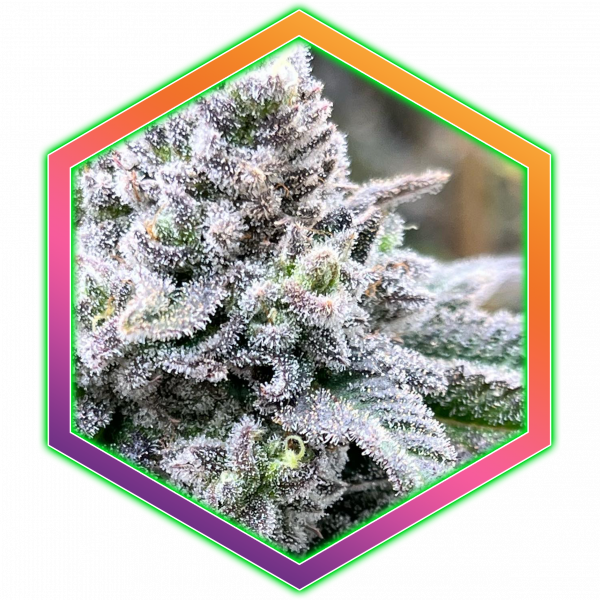 Purple Sunset Medical Cannabis Maine Best Marijuana Amazing High Healthy Organic Sativa Indica Hybrid