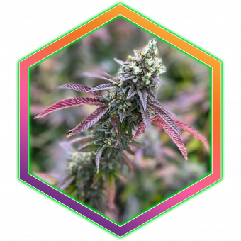 Peach Crescendo Medical Cannabis Maine Best Marijuana Amazing High Healthy Organic Natural Wholistic Health