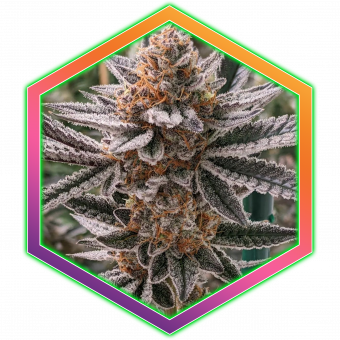 Purple Sunset Medical Cannabis Maine Best Marijuana Amazing High Healthy Organic